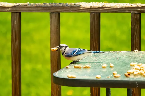 Cam masada sevimli mavi bir kuş görülmüş. Bu Corvid 'in gagasında bir fıstık var ve uçmaya hazır. Bu kuşların mavi, siyah ve gri renklerini ve küçük Mohawk 'ı seviyorum..