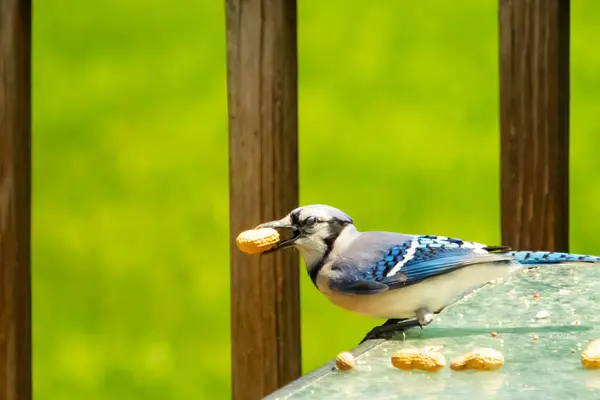 Cam masada sevimli mavi bir kuş görülmüş. Bu Corvid 'in gagasında bir fıstık var ve uçmaya hazır. Bu kuşların mavi, siyah ve gri renklerini ve küçük Mohawk 'ı seviyorum..