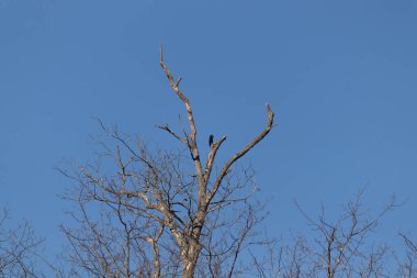 Ağaç dalları, bitki örtüsü.