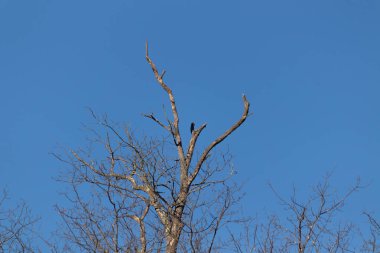 Ağaç dalları gökyüzüne karşı