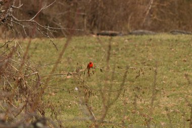 Kızıl - Kafalı Robin (erirururuberuus) vahşi ormanda oturuyor ve bir erkek arıyor