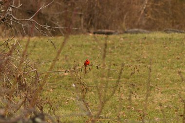 Kırmızı bülbül (erithacus rubecula) Dublin, İrlanda 'da eski bir ağaçta