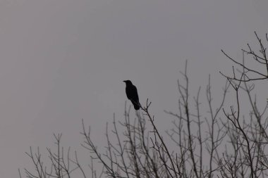 Siyah karga bir dala oturmuş