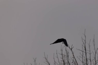 Ağaçtaki siyah karga