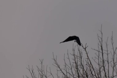 Gökyüzündeki kuş