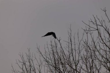 Ağaç dalındaki siyah kuş