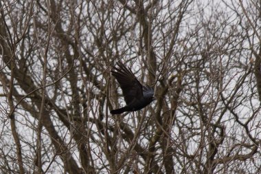 Kara kuzgun vahşi doğada
