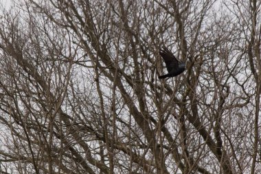 Ormanda siyah karga (vus corvus)