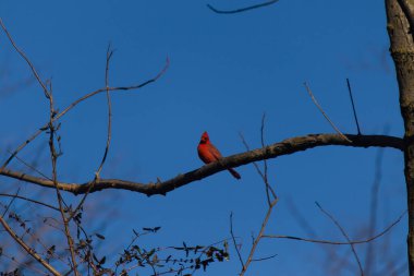 Bu güzel kırmızı kardinal bu ağacın dalına tünemişti. Kuşun parlak kırmızı vücudu çıplak kahverengi daldan öne çıkıyor. Kış mevsimi nedeniyle bu dalda yaprak yok..