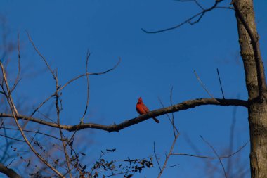 Bu güzel kırmızı kardinal bu ağacın dalına tünemişti. Kuşun parlak kırmızı vücudu çıplak kahverengi daldan öne çıkıyor. Kış mevsimi nedeniyle bu dalda yaprak yok..