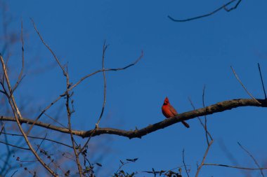 Bu güzel kırmızı kardinal bu ağacın dalına tünemişti. Kuşun parlak kırmızı vücudu çıplak kahverengi daldan öne çıkıyor. Kış mevsimi nedeniyle bu dalda yaprak yok..