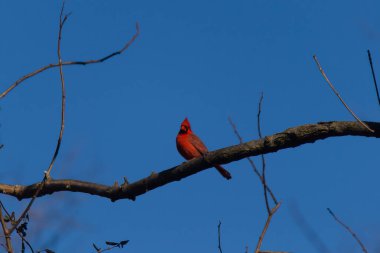 Bu güzel kırmızı kardinal bu ağacın dalına tünemişti. Kuşun parlak kırmızı vücudu çıplak kahverengi daldan öne çıkıyor. Kış mevsimi nedeniyle bu dalda yaprak yok..