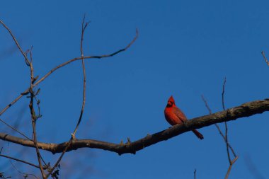 Bu güzel kırmızı kardinal bu ağacın dalına tünemişti. Kuşun parlak kırmızı vücudu çıplak kahverengi daldan öne çıkıyor. Kış mevsimi nedeniyle bu dalda yaprak yok..