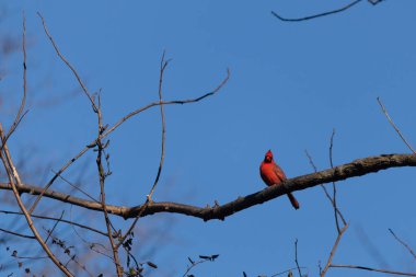Bu güzel kırmızı kardinal bu ağacın dalına tünemişti. Kuşun parlak kırmızı vücudu çıplak kahverengi daldan öne çıkıyor. Kış mevsimi nedeniyle bu dalda yaprak yok..