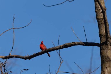 Bu güzel kırmızı kardinal bu ağacın dalına tünemişti. Kuşun parlak kırmızı vücudu çıplak kahverengi daldan öne çıkıyor. Kış mevsimi nedeniyle bu dalda yaprak yok..