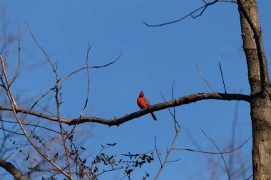 Bu güzel kırmızı kardinal bu ağacın dalına tünemişti. Kuşun parlak kırmızı vücudu çıplak kahverengi daldan öne çıkıyor. Kış mevsimi nedeniyle bu dalda yaprak yok..