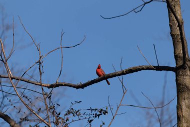 Bu güzel kırmızı kardinal bu ağacın dalına tünemişti. Kuşun parlak kırmızı vücudu çıplak kahverengi daldan öne çıkıyor. Kış mevsimi nedeniyle bu dalda yaprak yok..