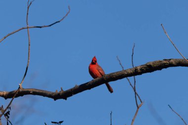 Bu güzel kırmızı kardinal bu ağacın dalına tünemişti. Kuşun parlak kırmızı vücudu çıplak kahverengi daldan öne çıkıyor. Kış mevsimi nedeniyle bu dalda yaprak yok..