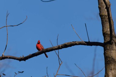 Bu güzel kırmızı kardinal bu ağacın dalına tünemişti. Kuşun parlak kırmızı vücudu çıplak kahverengi daldan öne çıkıyor. Kış mevsimi nedeniyle bu dalda yaprak yok..