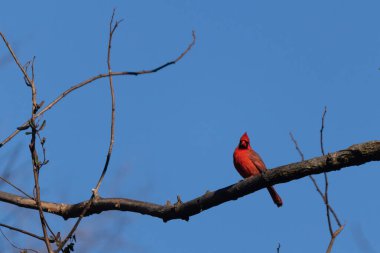 Bu güzel kırmızı kardinal bu ağacın dalına tünemişti. Kuşun parlak kırmızı vücudu çıplak kahverengi daldan öne çıkıyor. Kış mevsimi nedeniyle bu dalda yaprak yok..