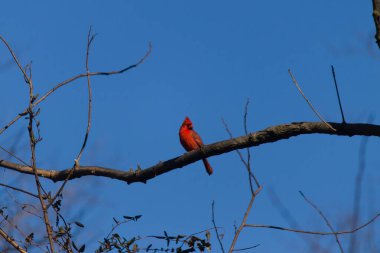 Bu güzel kırmızı kardinal bu ağacın dalına tünemişti. Kuşun parlak kırmızı vücudu çıplak kahverengi daldan öne çıkıyor. Kış mevsimi nedeniyle bu dalda yaprak yok..