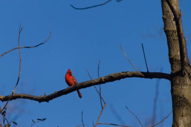 Bu güzel kırmızı kardinal bu ağacın dalına tünemişti. Kuşun parlak kırmızı vücudu çıplak kahverengi daldan öne çıkıyor. Kış mevsimi nedeniyle bu dalda yaprak yok..