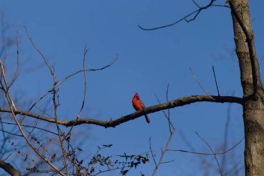 Bu güzel kırmızı kardinal bu ağacın dalına tünemişti. Kuşun parlak kırmızı vücudu çıplak kahverengi daldan öne çıkıyor. Kış mevsimi nedeniyle bu dalda yaprak yok..