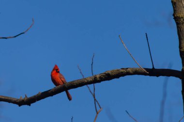 Bu güzel kırmızı kardinal bu ağacın dalına tünemişti. Kuşun parlak kırmızı vücudu çıplak kahverengi daldan öne çıkıyor. Kış mevsimi nedeniyle bu dalda yaprak yok..