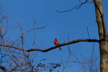 Bu güzel kırmızı kardinal bu ağacın dalına tünemişti. Kuşun parlak kırmızı vücudu çıplak kahverengi daldan öne çıkıyor. Kış mevsimi nedeniyle bu dalda yaprak yok..