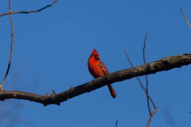 Bu güzel kırmızı kardinal bu ağacın dalına tünemişti. Kuşun parlak kırmızı vücudu çıplak kahverengi daldan öne çıkıyor. Kış mevsimi nedeniyle bu dalda yaprak yok..