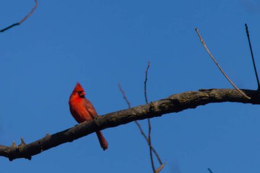 Bu güzel kırmızı kardinal bu ağacın dalına tünemişti. Kuşun parlak kırmızı vücudu çıplak kahverengi daldan öne çıkıyor. Kış mevsimi nedeniyle bu dalda yaprak yok..