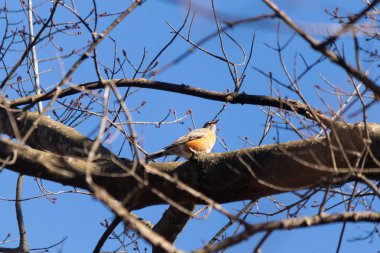 Ağaçtaki mavi kuş