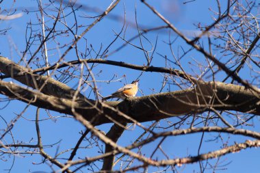 Kışın ormandaki kuş