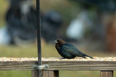 Güvertenin korkuluklarında kuş yemi ile çevrili şirin bir inek kuşu oturuyordu. Bu koyu siyah tüyler nedeniyle bir erkek kuş. Küçük kahverengi kafa farklı tonlara ekleniyor..