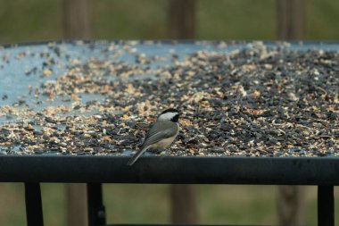 Bu küçük siyah başlıklı civciv kuş yemi ile çevrili masanın üzerinde oturuyordu. Beyaz ve siyah tüylü gri tüyler kuşun çevresinden göze çarpıyor. Bu küçük kuş gürültücü olabilir..