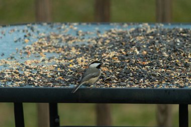 Bu küçük siyah başlıklı civciv kuş yemi ile çevrili masanın üzerinde oturuyordu. Beyaz ve siyah tüylü gri tüyler kuşun çevresinden göze çarpıyor. Bu küçük kuş gürültücü olabilir..