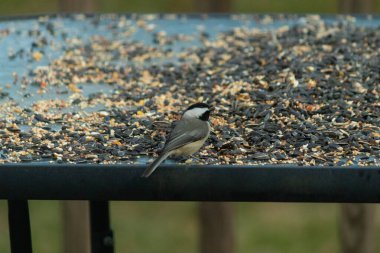 Bu küçük siyah başlıklı civciv kuş yemi ile çevrili masanın üzerinde oturuyordu. Beyaz ve siyah tüylü gri tüyler kuşun çevresinden göze çarpıyor. Bu küçük kuş gürültücü olabilir..