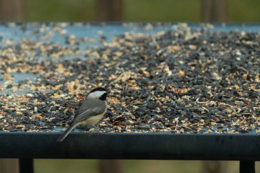 Bu küçük siyah başlıklı civciv kuş yemi ile çevrili masanın üzerinde oturuyordu. Beyaz ve siyah tüylü gri tüyler kuşun çevresinden göze çarpıyor. Bu küçük kuş gürültücü olabilir..