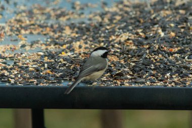 Bu küçük siyah başlıklı civciv kuş yemi ile çevrili masanın üzerinde oturuyordu. Beyaz ve siyah tüylü gri tüyler kuşun çevresinden göze çarpıyor. Bu küçük kuş gürültücü olabilir..