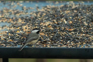 Bu küçük siyah başlıklı civciv kuş yemi ile çevrili masanın üzerinde oturuyordu. Beyaz ve siyah tüylü gri tüyler kuşun çevresinden göze çarpıyor. Bu küçük kuş gürültücü olabilir..
