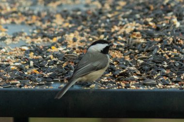 Bu küçük siyah başlıklı civciv kuş yemi ile çevrili masanın üzerinde oturuyordu. Beyaz ve siyah tüylü gri tüyler kuşun çevresinden göze çarpıyor. Bu küçük kuş gürültücü olabilir..