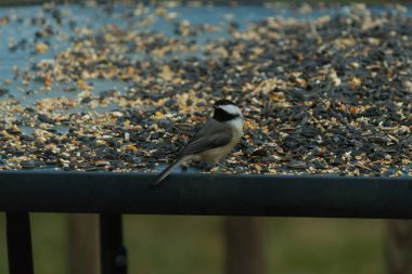 Bu küçük siyah başlıklı civciv kuş yemi ile çevrili masanın üzerinde oturuyordu. Beyaz ve siyah tüylü gri tüyler kuşun çevresinden göze çarpıyor. Bu küçük kuş gürültücü olabilir..