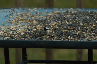 Bu küçük siyah başlıklı civciv kuş yemi ile çevrili masanın üzerinde oturuyordu. Beyaz ve siyah tüylü gri tüyler kuşun çevresinden göze çarpıyor. Bu küçük kuş gürültücü olabilir..