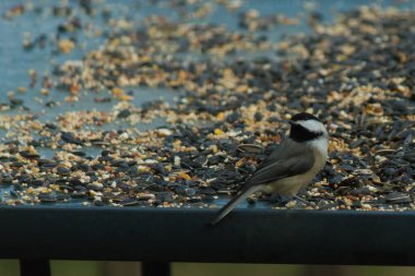 Bu küçük siyah başlıklı civciv kuş yemi ile çevrili masanın üzerinde oturuyordu. Beyaz ve siyah tüylü gri tüyler kuşun çevresinden göze çarpıyor. Bu küçük kuş gürültücü olabilir..