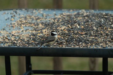Bu küçük siyah başlıklı civciv kuş yemi ile çevrili masanın üzerinde oturuyordu. Beyaz ve siyah tüylü gri tüyler kuşun çevresinden göze çarpıyor. Bu küçük kuş gürültücü olabilir..