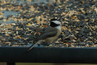 Bu küçük siyah başlıklı civciv kuş yemi ile çevrili masanın üzerinde oturuyordu. Beyaz ve siyah tüylü gri tüyler kuşun çevresinden göze çarpıyor. Bu küçük kuş gürültücü olabilir..