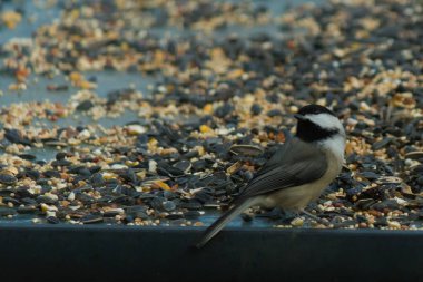 Bu küçük siyah başlıklı civciv kuş yemi ile çevrili masanın üzerinde oturuyordu. Beyaz ve siyah tüylü gri tüyler kuşun çevresinden göze çarpıyor. Bu küçük kuş gürültücü olabilir..