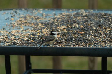Bu küçük siyah başlıklı civciv kuş yemi ile çevrili masanın üzerinde oturuyordu. Beyaz ve siyah tüylü gri tüyler kuşun çevresinden göze çarpıyor. Bu küçük kuş gürültücü olabilir..