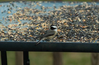Bu küçük siyah başlıklı civciv kuş yemi ile çevrili masanın üzerinde oturuyordu. Beyaz ve siyah tüylü gri tüyler kuşun çevresinden göze çarpıyor. Bu küçük kuş gürültücü olabilir..