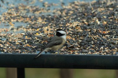 Bu küçük siyah başlıklı civciv kuş yemi ile çevrili masanın üzerinde oturuyordu. Beyaz ve siyah tüylü gri tüyler kuşun çevresinden göze çarpıyor. Bu küçük kuş gürültücü olabilir..